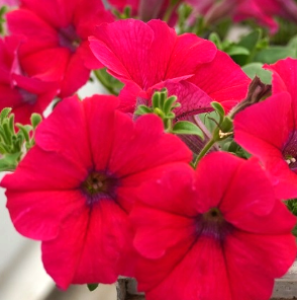 ALPTUNIA HOT PINK